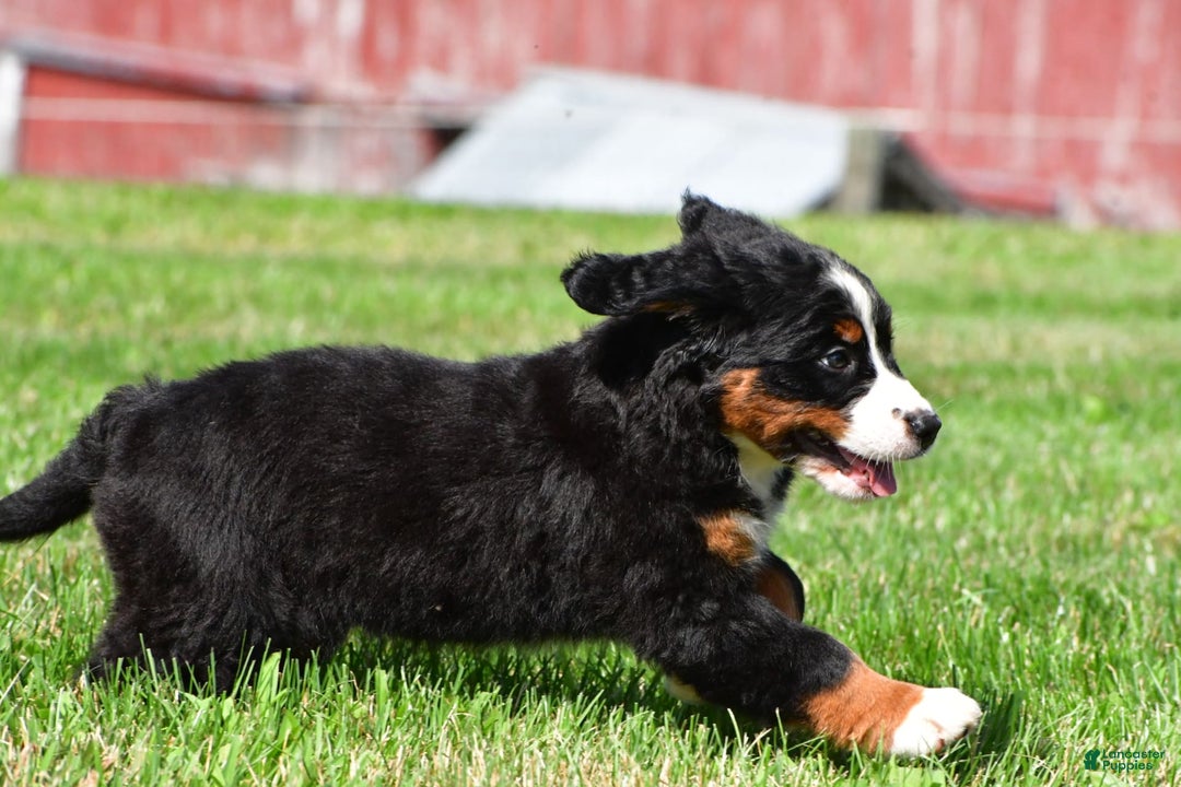 Bernese Mountain Dog dogs for sale: Bailey - Image 6