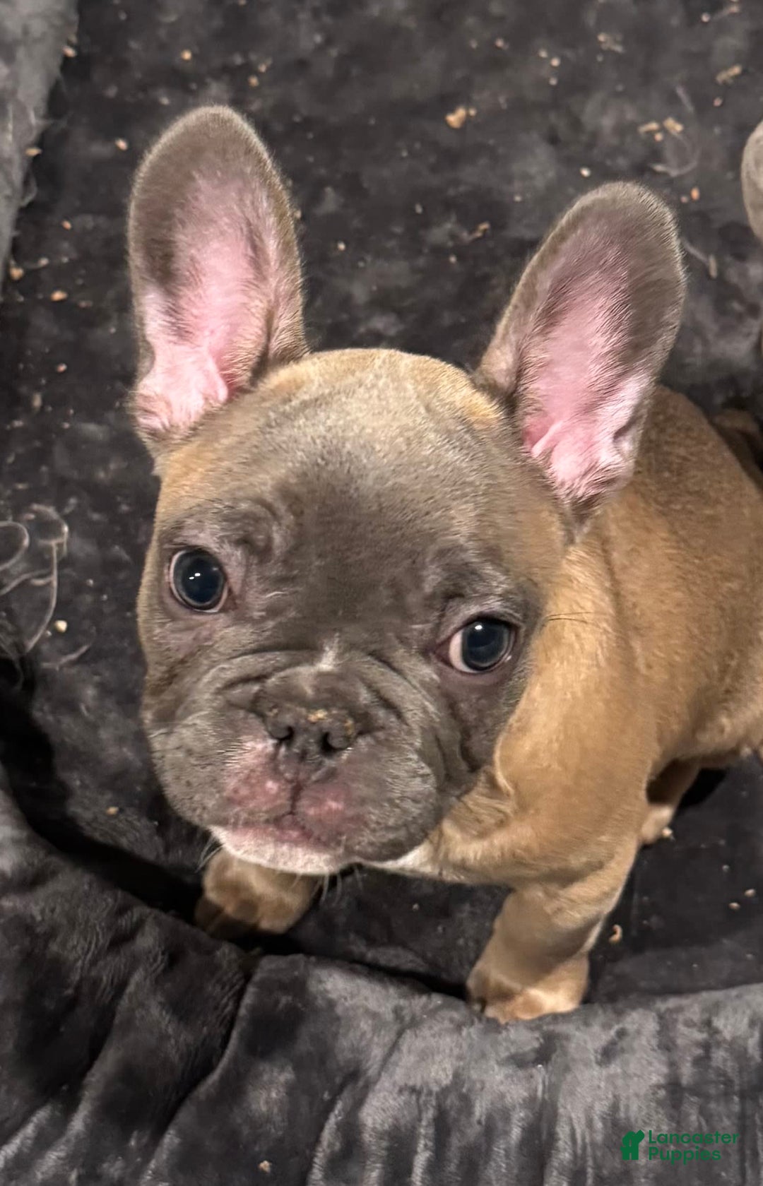 French Bulldog dogs for sale: Zeus - Image 3