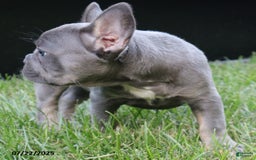 French Bulldog dogs for sale: Sky - Image 5