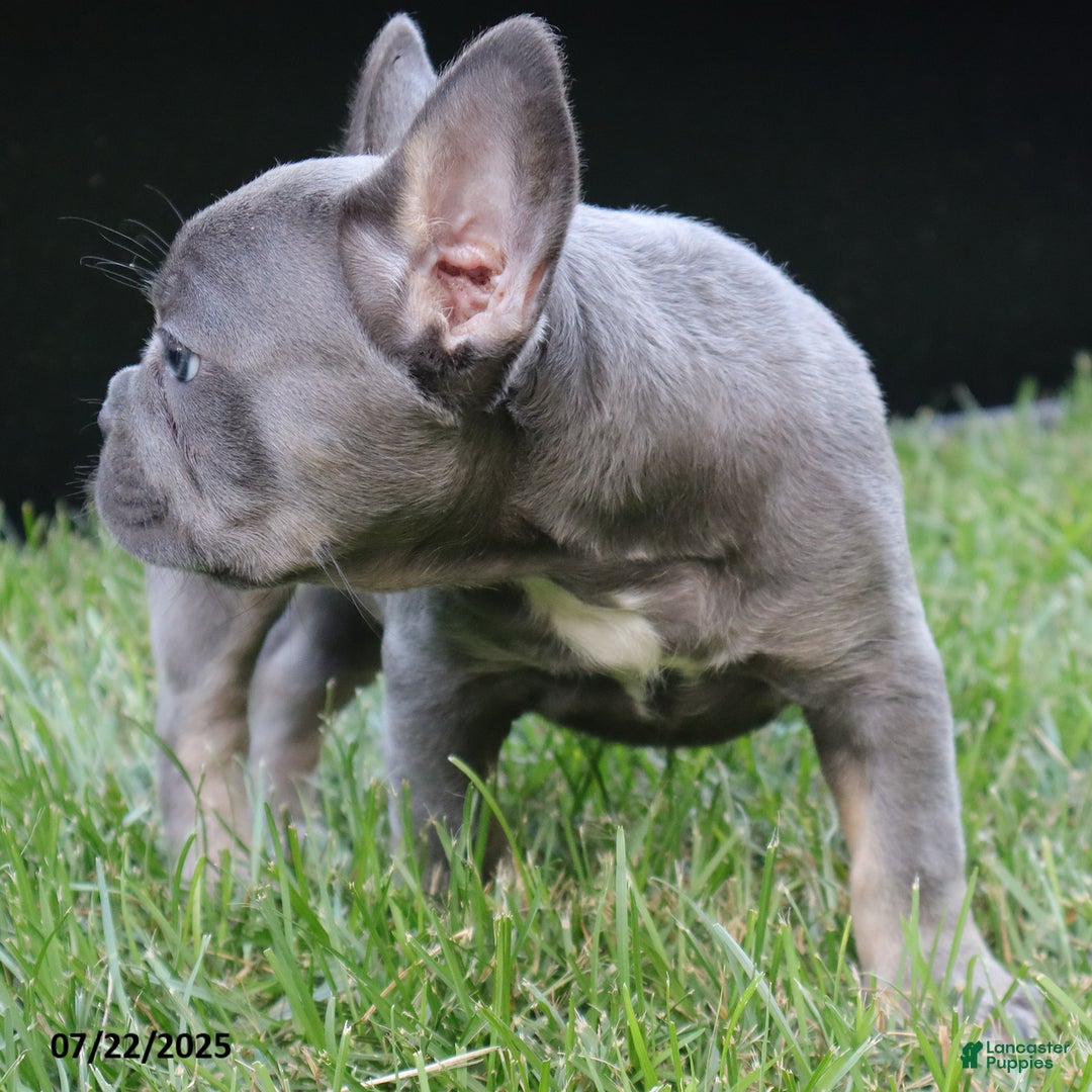 French Bulldog dogs for sale: Sky - Image 5