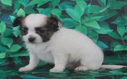 Chihuahua dogs for sale: Skeeter - Image 1