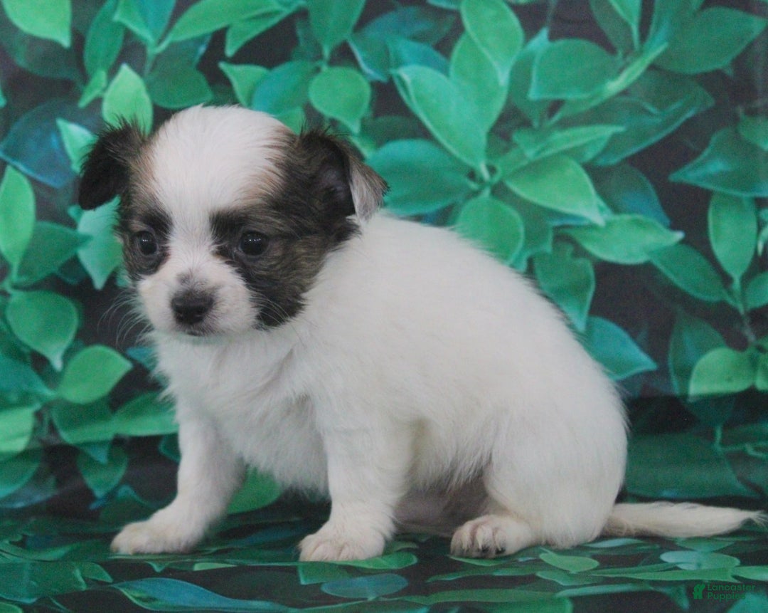 Chihuahua dogs for sale: Skeeter - Image 1
