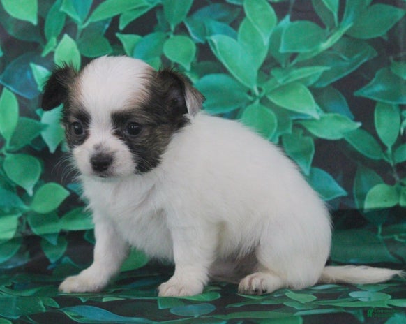 Chihuahua dogs for sale - Ad 3