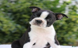 Boston Terrier dogs for sale: Angie - Image 4