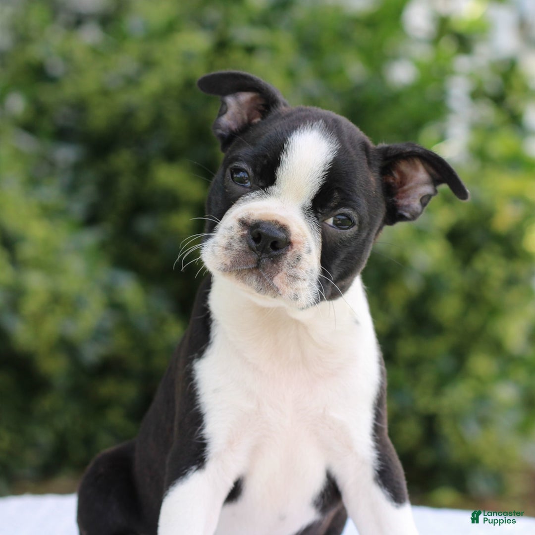 Boston Terrier dogs for sale: Angie - Image 4