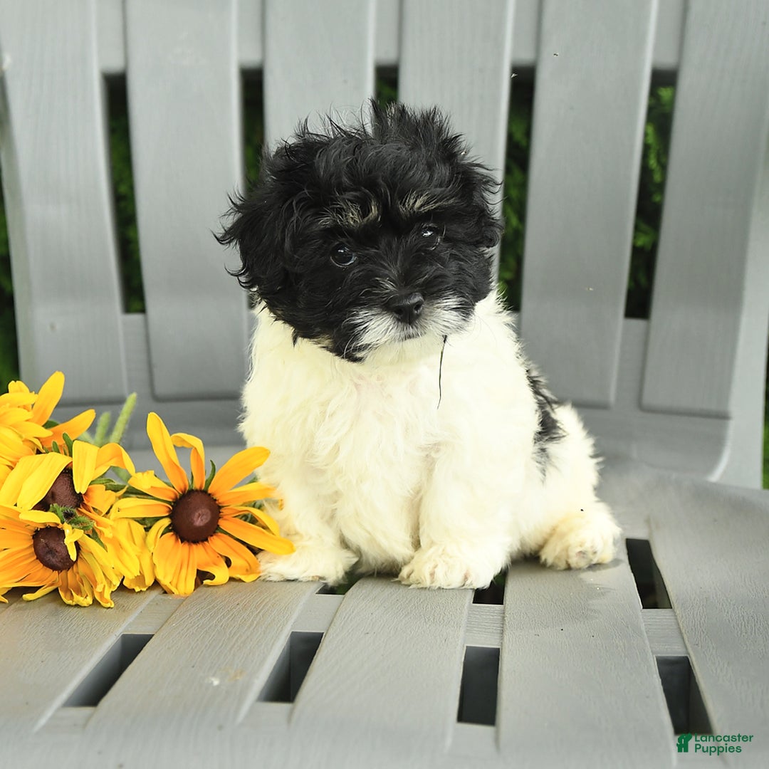 Havanese dogs for sale: Sonny - Image 2