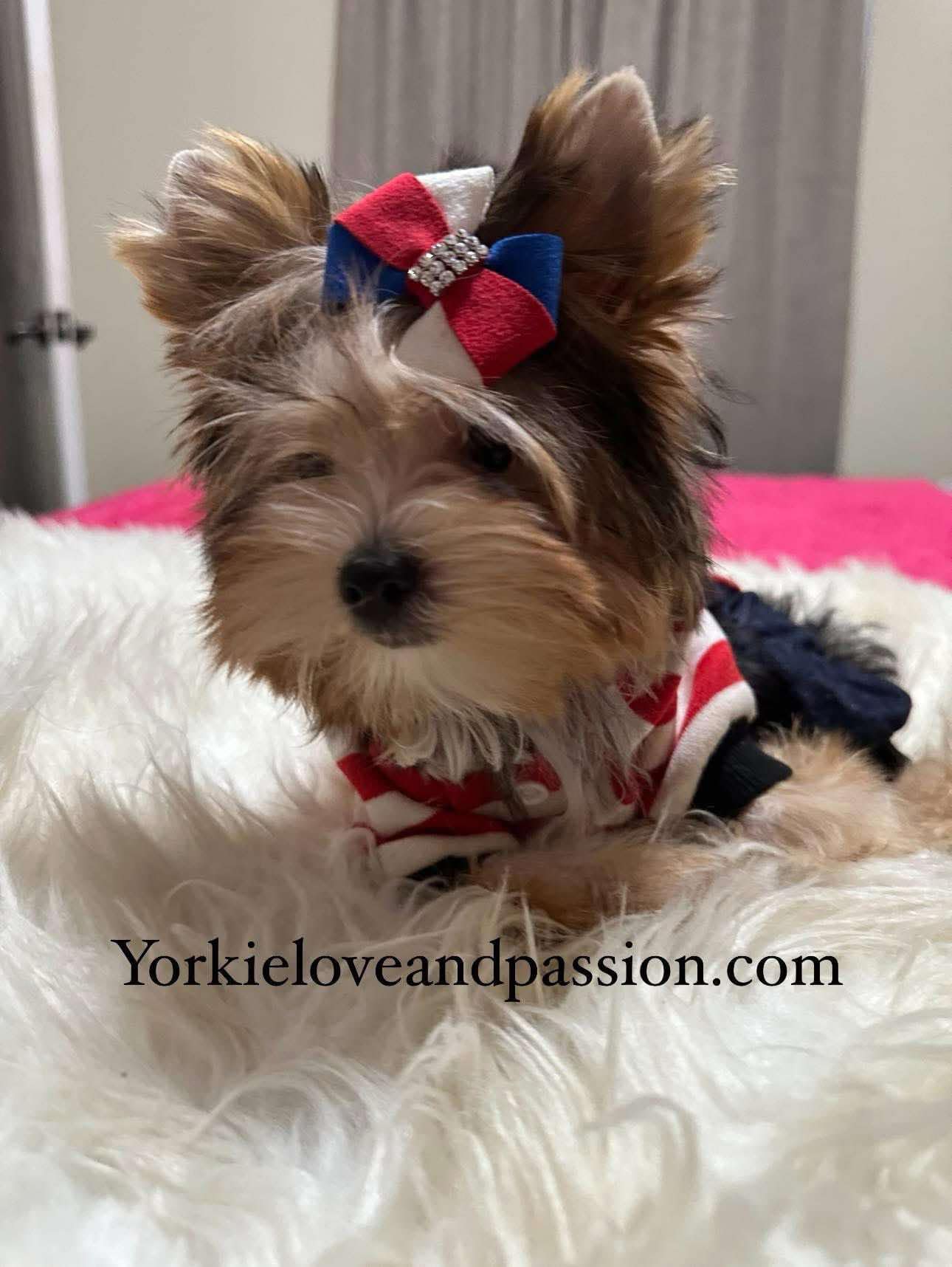 Yorkshire Terrier dogs for sale: Yorkshire Terrier 5 puppies - Image 15