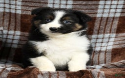 Australian Shepherd dogs for sale: Beulah - Image 6