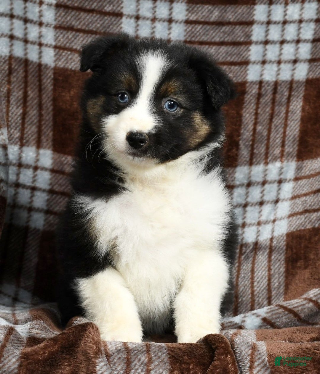 Australian Shepherd dogs for sale: Beulah - Image 6