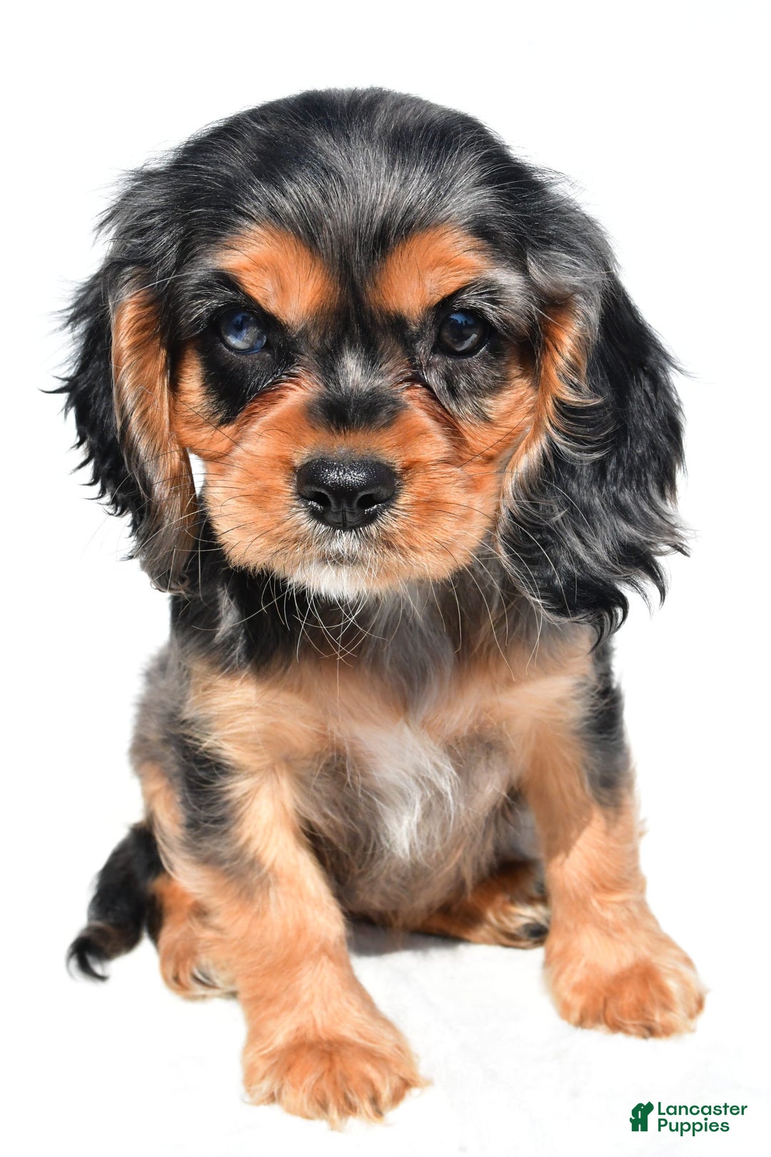 Cockalier dogs for sale: Vada - Image 6