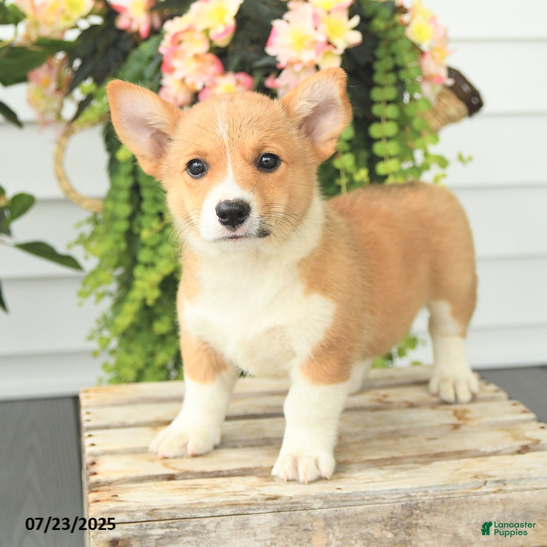 Welsh Corgi Pembroke dogs for sale: Princess - Image 1