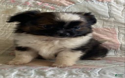 Pomchi dogs for sale: Taner - Image 4