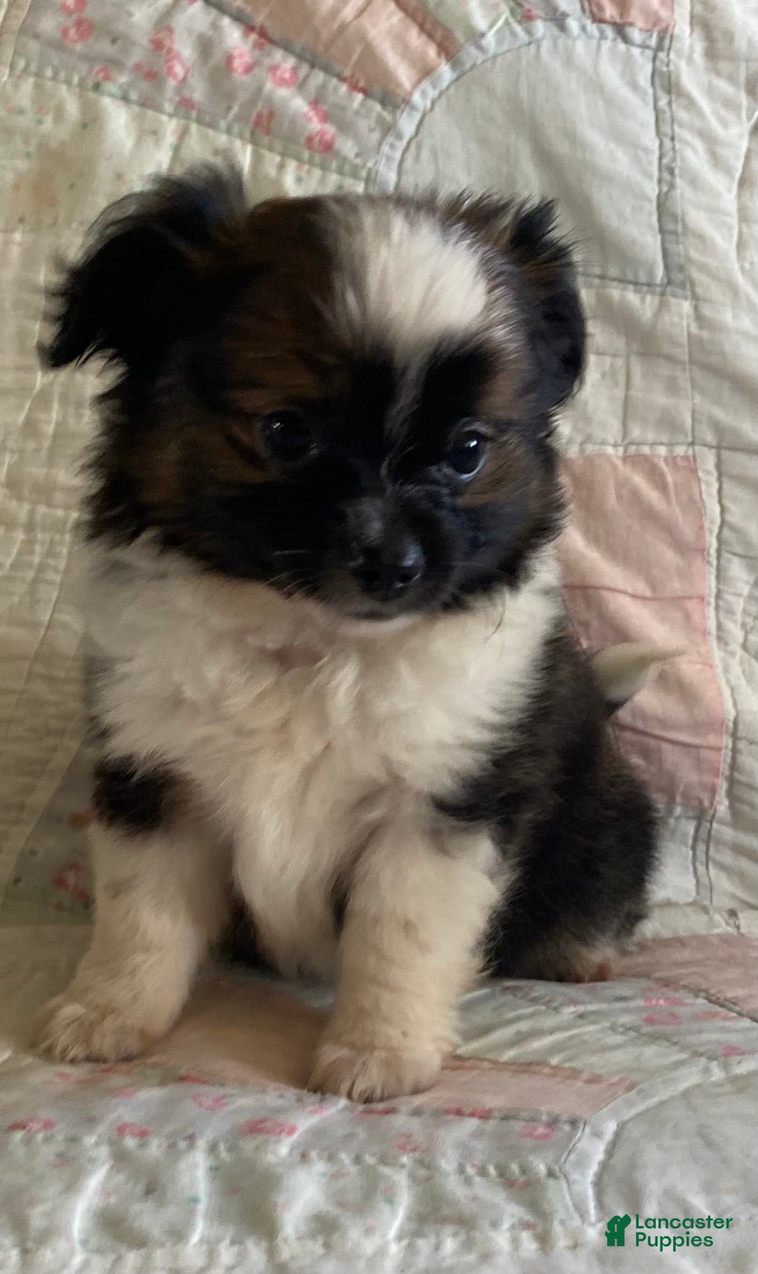 Pomchi dogs for sale: Taner - Image 4