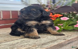 Mini Bernedoodle dogs for sale: Beauty - Image 1