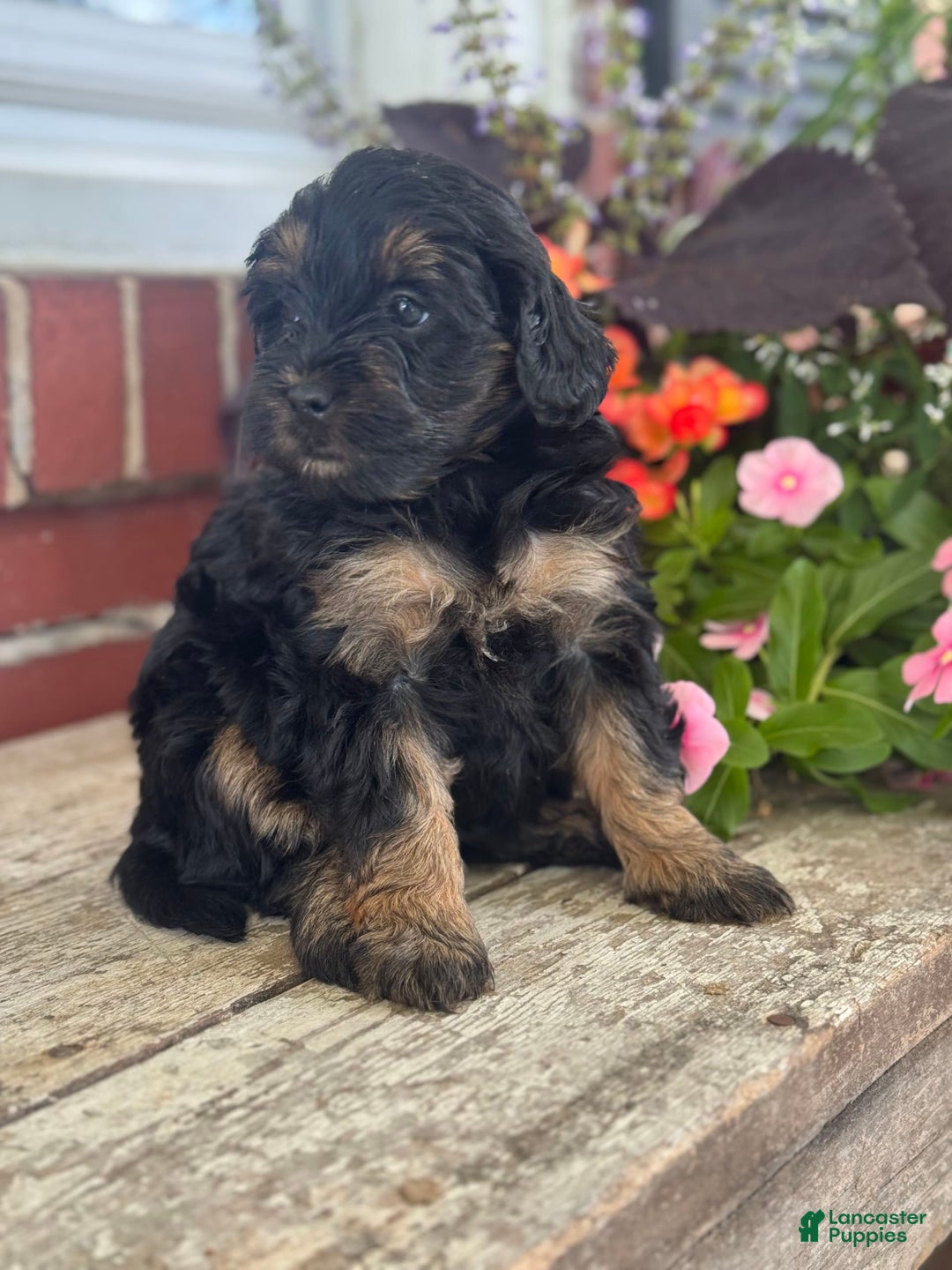 Mini Bernedoodle dogs for sale: Beauty - Image 1