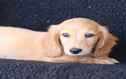 Miniature Dachshund dogs for sale: Frisco - Image 3