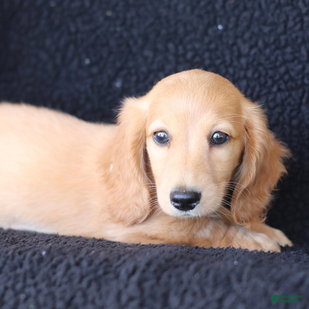Miniature Dachshund dogs for sale: Frisco - Image 3