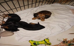 Dachshund dogs for sale: Male - Image 2