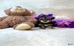Yorkiepoo dogs for sale: Wren - Image 3