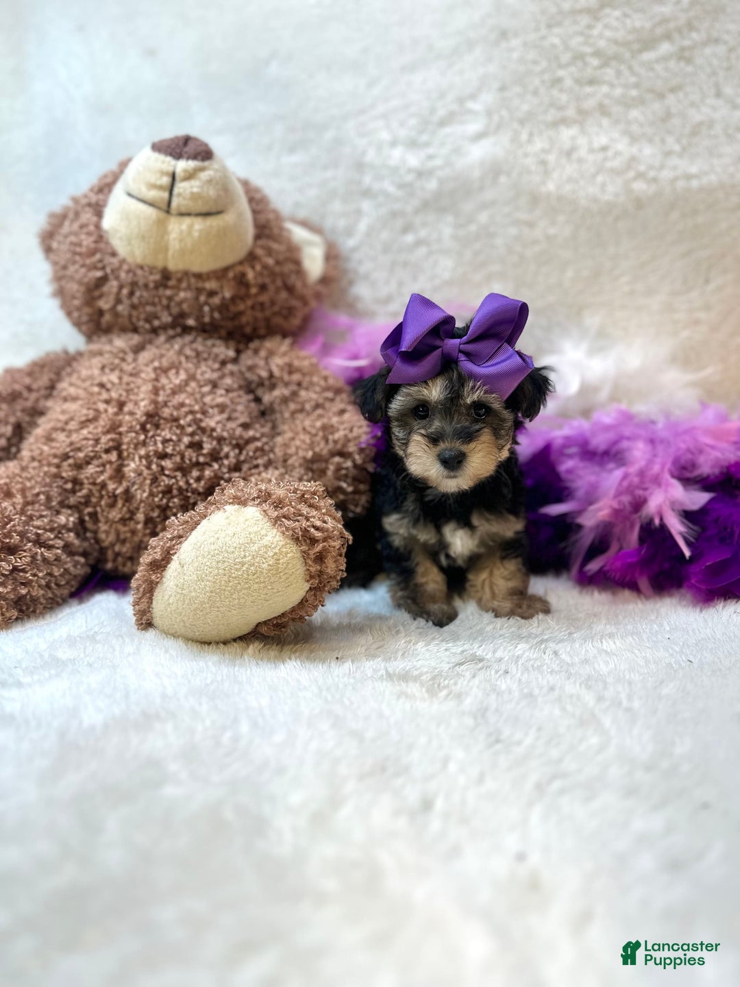 Yorkiepoo dogs for sale: Wren - Image 3