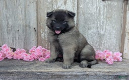 Belgian Tervuren dogs for sale: Mystic - Image 8