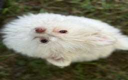 Pomeranian dogs for sale: Puff - Image 3