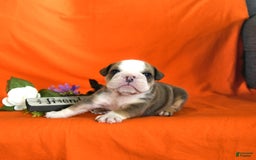 English Bulldog dogs for sale: Keith - Image 8