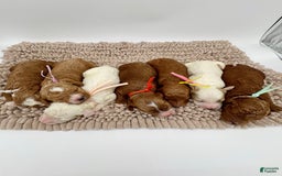 Mini Goldendoodle dogs for sale: Petite Belle - Image 1