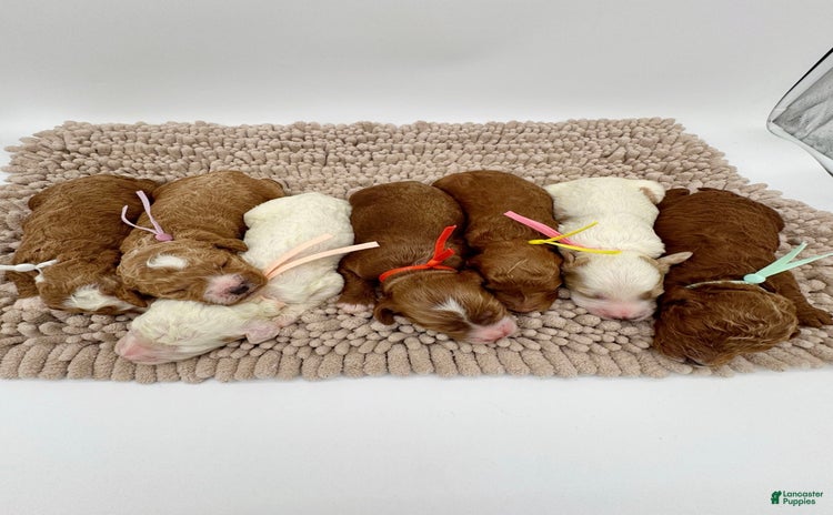 Mini Goldendoodle dogs for sale - Ad 2
