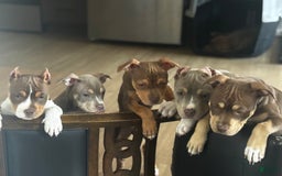 American Bully dogs for sale: Buttercup - Image 4