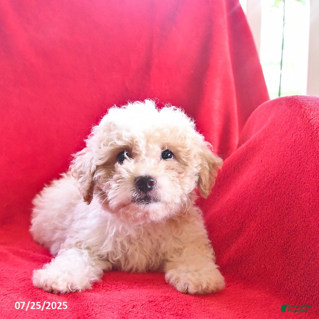 Bichpoo dogs for sale: Sammy - Image 5