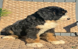 Bernedoodle dogs for sale: Lola - Image 5