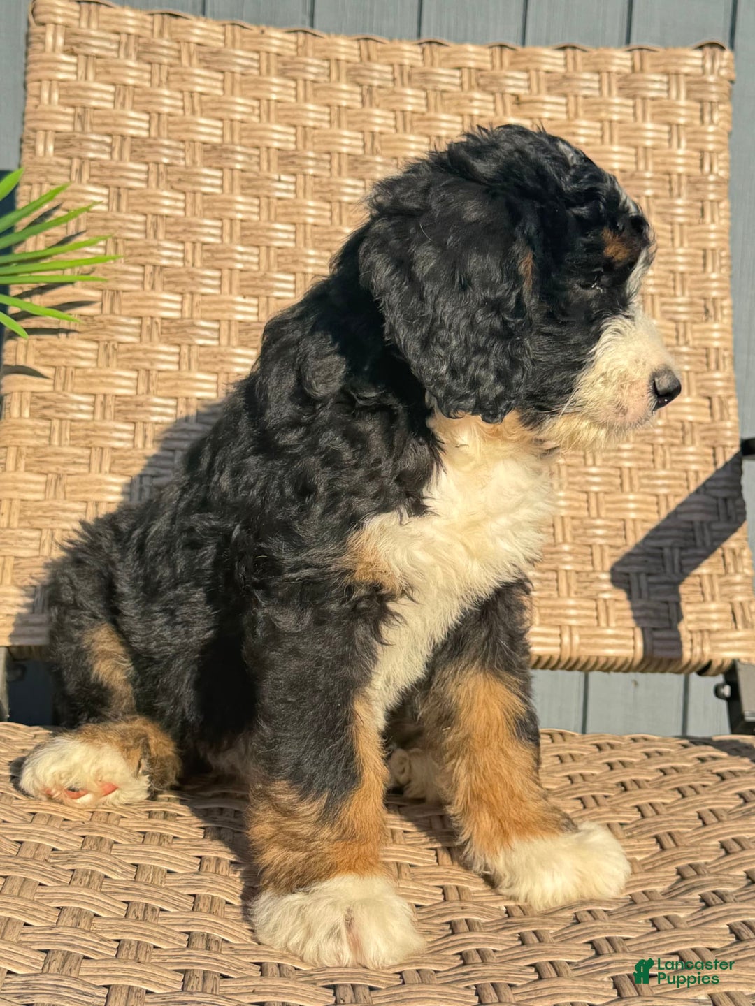 Bernedoodle dogs for sale: Lola - Image 5