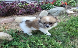 Pomeranian dogs for sale: Mackey - Image 6