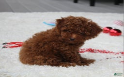 Toy Poodle dogs for sale: Eleanor - Image 21