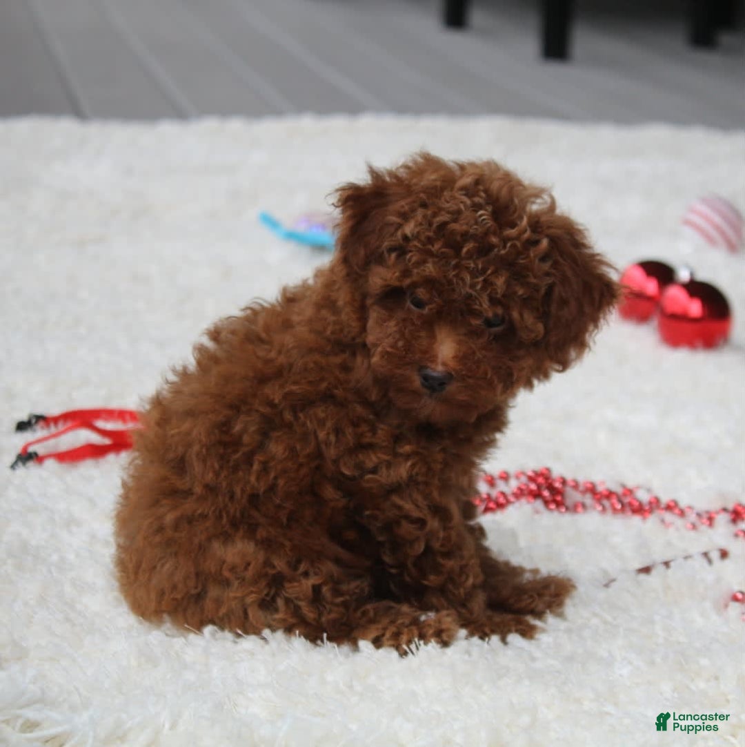 Toy Poodle dogs for sale: Eleanor - Image 21