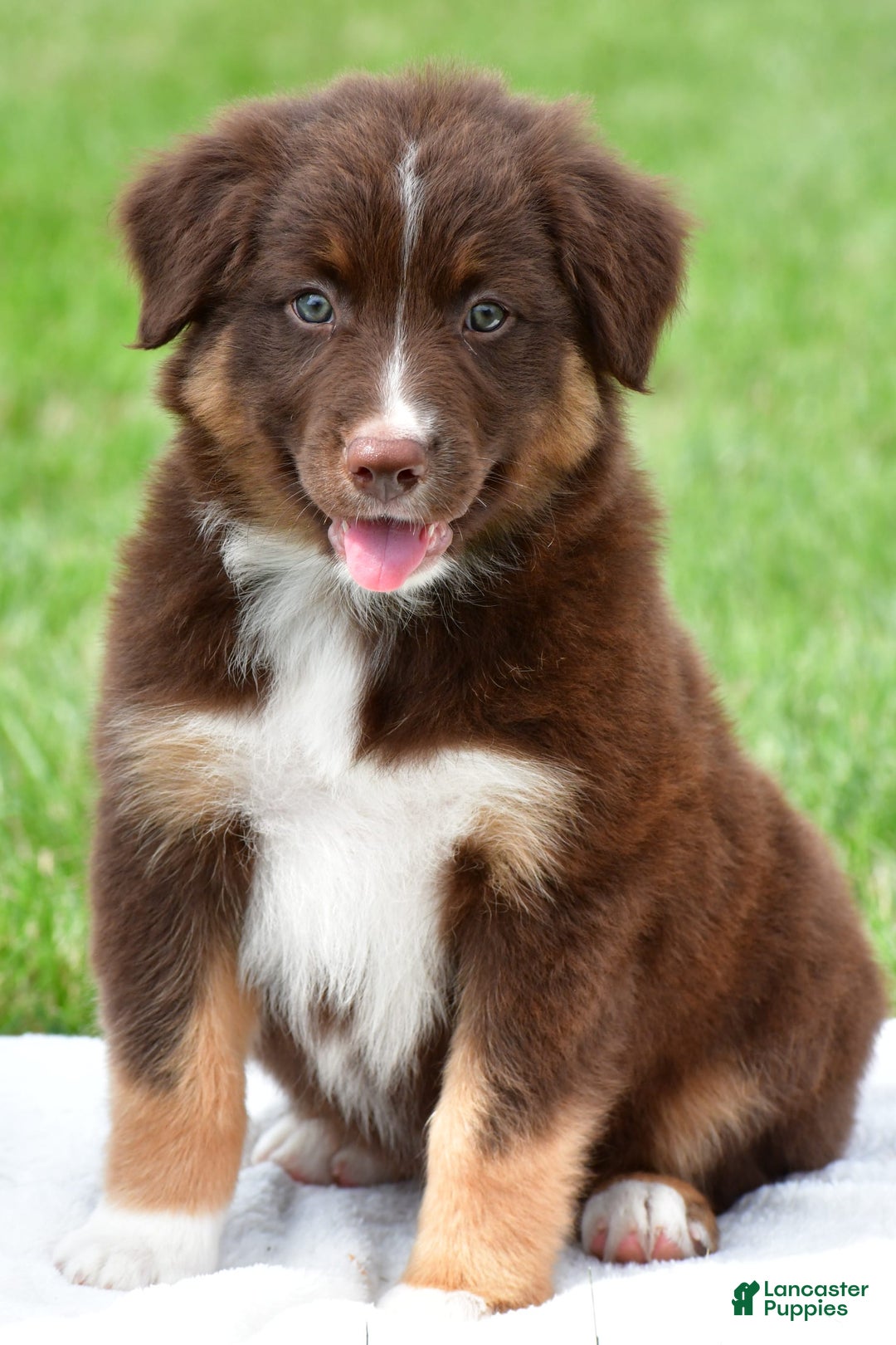Australian Shepherd dogs for sale: Jax - Image 1