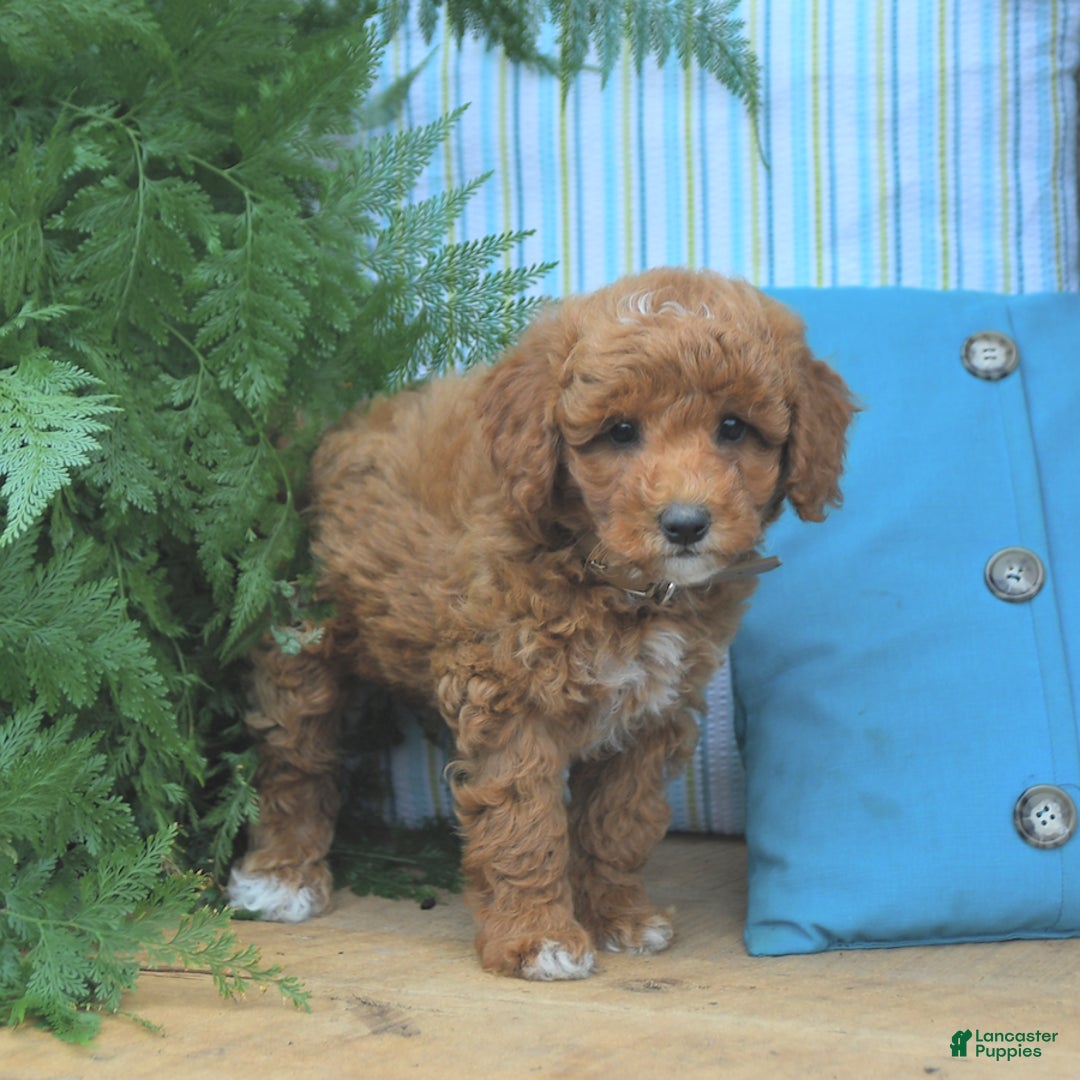 Mini Goldendoodle dogs for sale: Caden - Image 3
