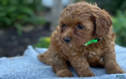 Toy Poodle dogs for sale: Jinger - Image 7