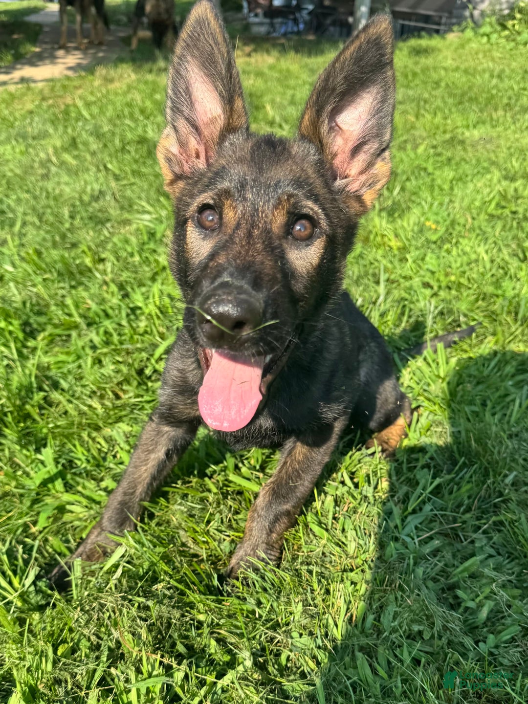 German Shepherd dogs for sale: Luna N Bella - Image 7