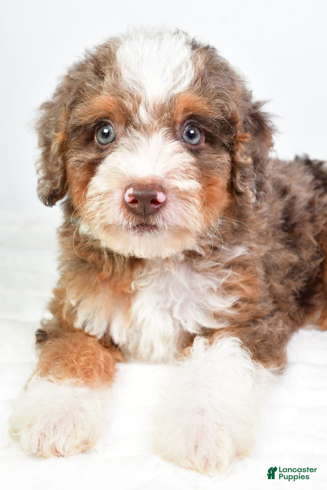 Mini Bernedoodle dogs for sale: Winston - Image 6