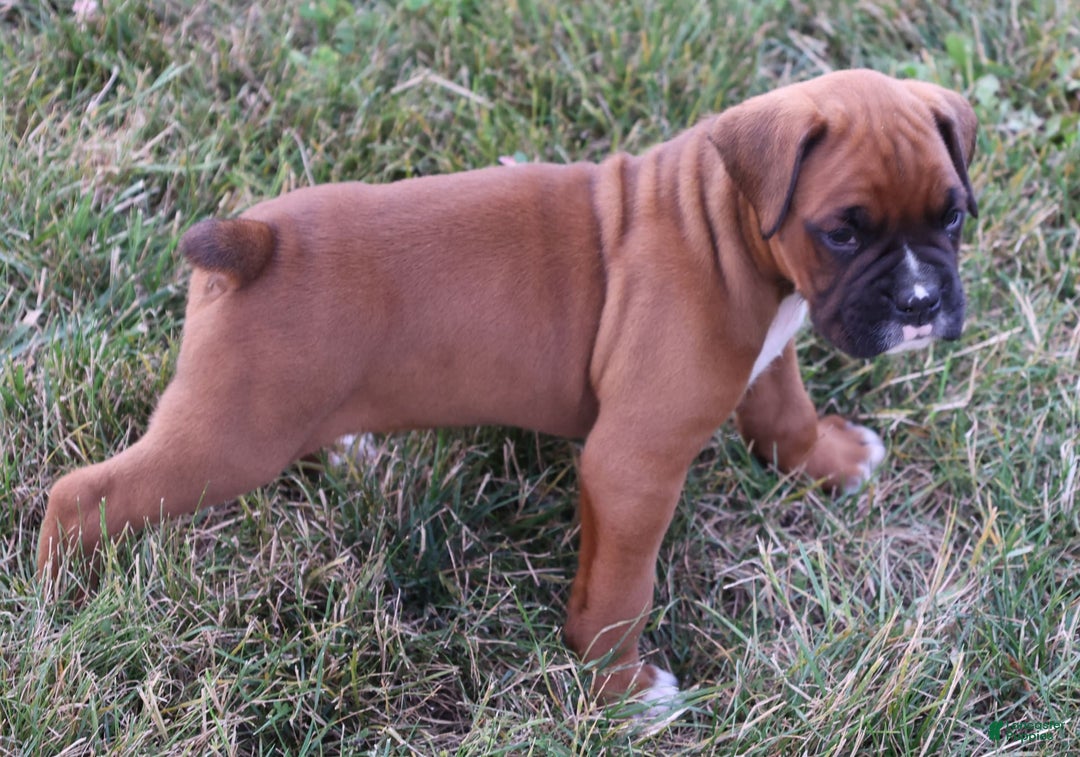 Boxer dogs for sale: Kovik - Image 2