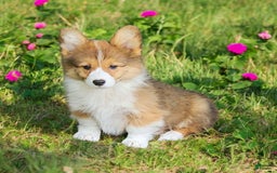 Welsh Corgi Pembroke dogs for sale: Trey Fluffy - Image 10