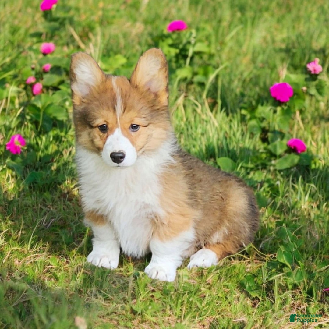 Welsh Corgi Pembroke dogs for sale: Trey Fluffy - Image 10