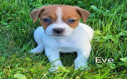 Jack Russell Terrier dogs for sale: Eve - Image 3