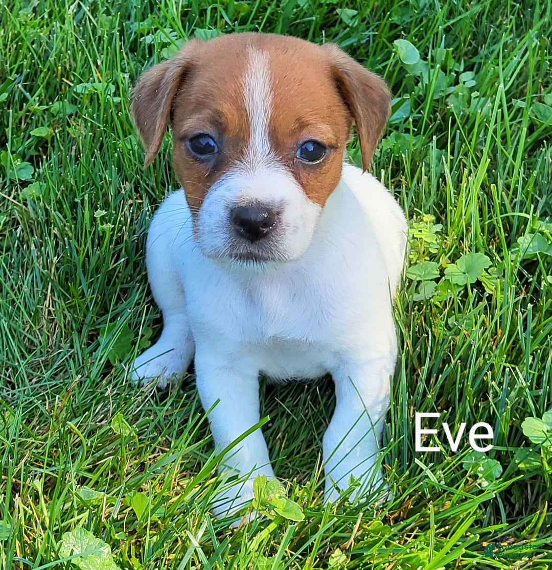Jack Russell Terrier dogs for sale: Eve - Image 3