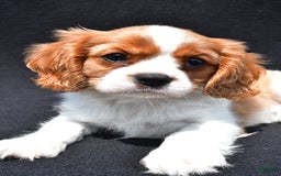 Cavalier King Charles Spaniel dogs for sale: Cody - Image 3