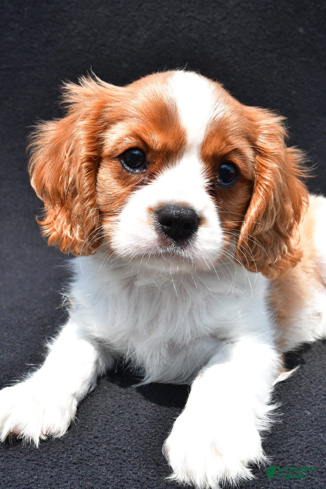 Cavalier King Charles Spaniel dogs for sale: Cody - Image 3