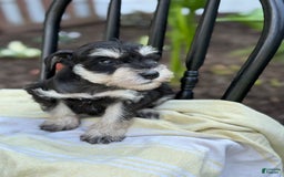 Miniature Schnauzer dogs for sale: Tilford - Image 4
