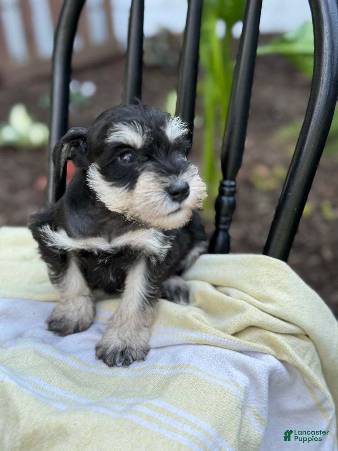 Miniature Schnauzer dogs for sale: Tilford - Image 4